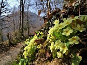 Benedetta primavera sui sentieri per il Monte Ubione da Ubiale-18mar23 - FOTOGALLERY